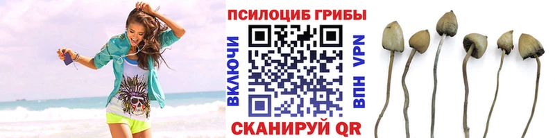 купить наркотик  гидра как войти  Псилоцибиновые грибы Psilocybe  Железноводск 