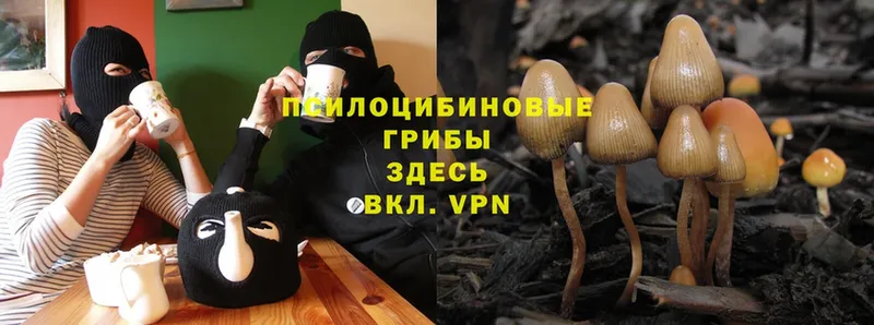 Псилоцибиновые грибы Magic Shrooms  Железноводск 