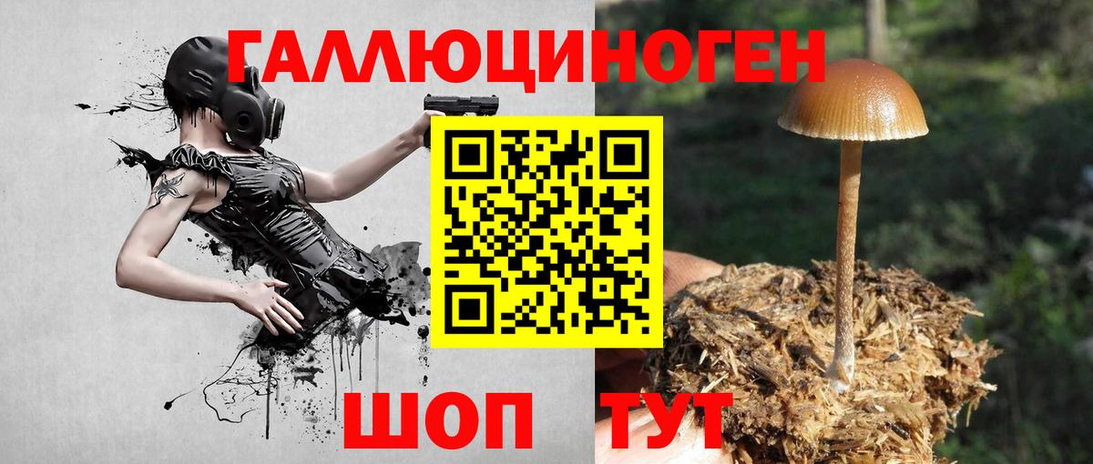 Галлюциногенные грибы прущие грибы  Вход с VPN  Железноводск 